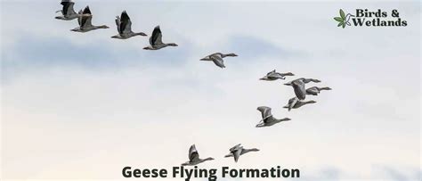 Geese Flying Formation Birds And Wetlands