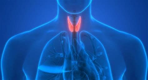 Overactive Thyroid Gland Dr Sandra Cabot Md
