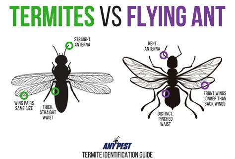 Everything Homeowners Need To Know About Termites Any Pest