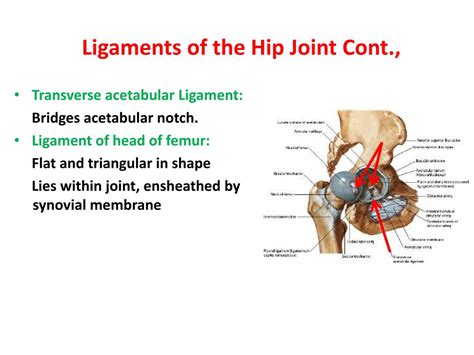 Ppt Hip Joint Powerpoint Presentation Free Download Id1940110
