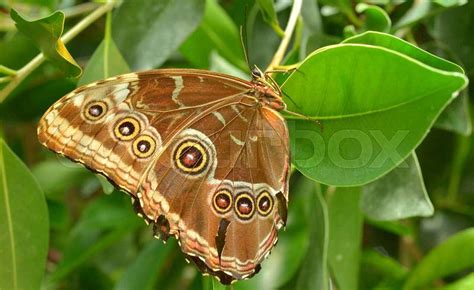A Beautiful Brown Butterfly With Stock Photo Colourbox