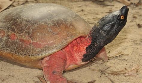 One Of The Worlds Rarest Turtles Has Been Saved From Extinction