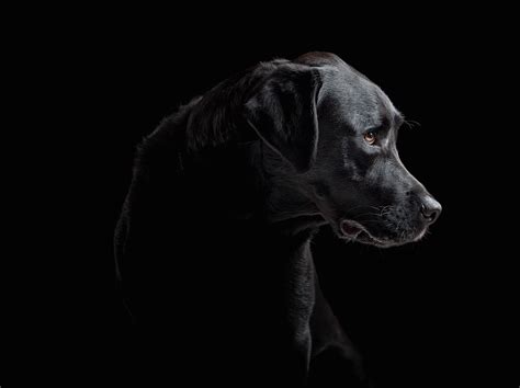 Video Beautiful Dog Portraits With Natural And Studio Light