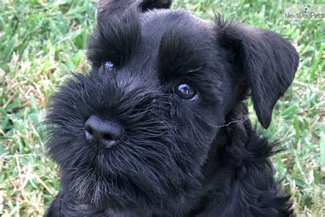 Black Beauty : Schnauzer, Miniature puppy for sale near Dallas / Fort Worth, Texas. | e48c0b8d-96d1