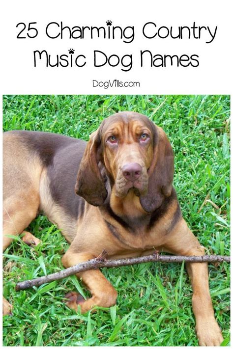 25 Charming Country Music Dog Names Dog Names Cherry