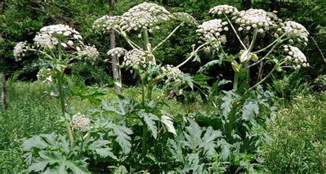 Il panace di mantegazza rappresenta una grande minaccia alla biodiversità, per questo motivo in tutto il territorio europeo è considerata una specie aliena invasiva, una pianta indesiderata, che ha. Pianta Panace di Mantegazza si sta diffondendo in Italia ...