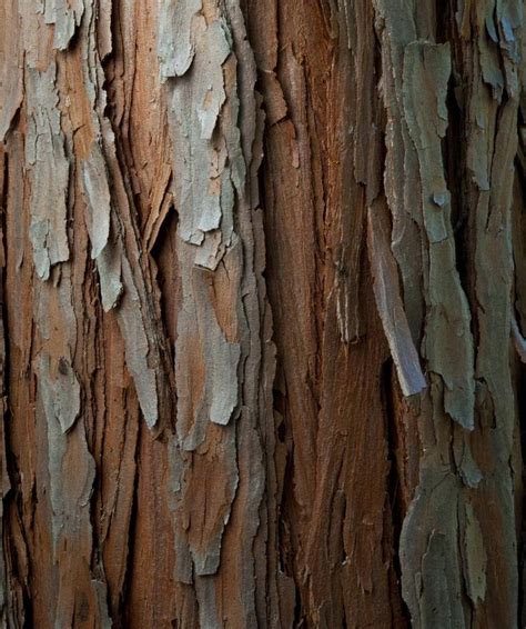 Cedar Bark Tree Bark Texture Cedar Trees Photo Tree