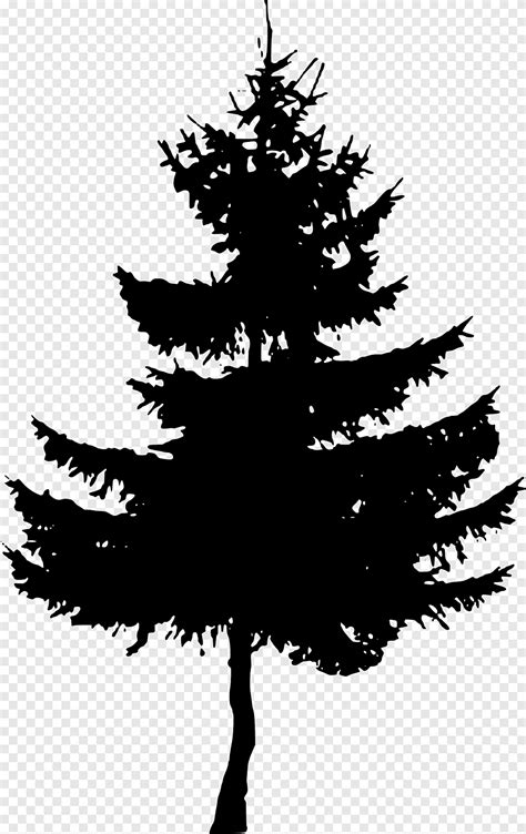 Fir Cedar Spruce Pinus Palustris Tree Pine Leaf Branch Png PNGEgg