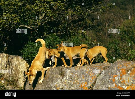 Dingo Canis Dingo Stock Photo Alamy