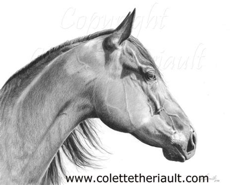 American Quarter Horse Custom Drawing Pencil Portrait By Canadian Award