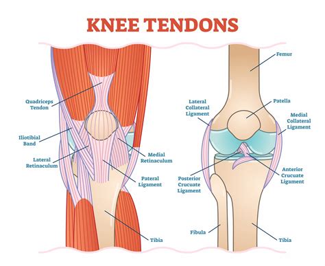 Muscles And Tendons Specialist Knee Surgeon In Manchester Professor