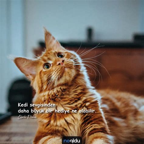 Kedi Sözleri En Büyük Dostumuz Kedilerle İlgili Sözler