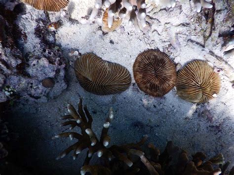 Mushroom Coral Moalboal Reef Species