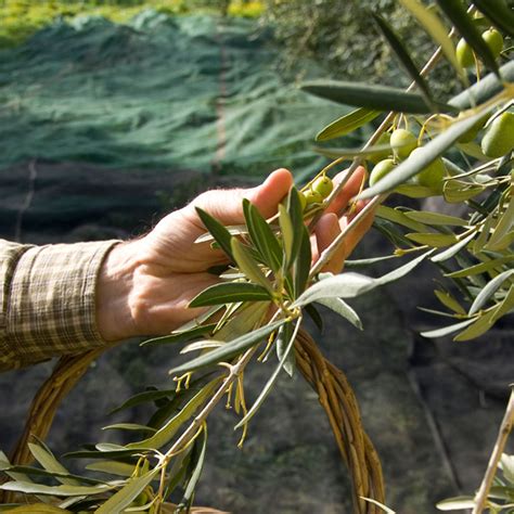 Olive Oil Harvest Tour Discover The Secret To Making Olive Oil In Puglia