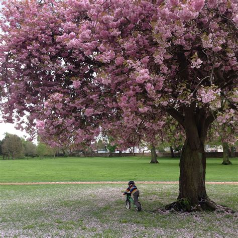 Cherry Blossom Love The Colour And Texture Tree Blossom Cherry Blossom