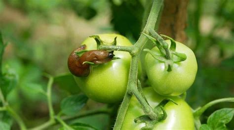 21 Tomato Pests How To Identify And Prevent Them Plant Bugs