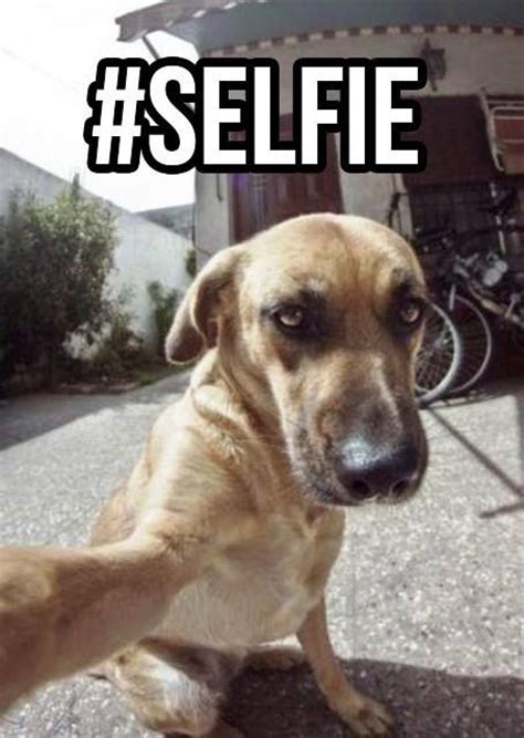 17 Best Images About Dog Selfies On Pinterest Happy