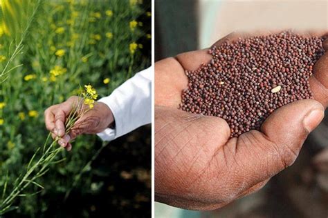 Genetically Modified Mustard Crops Awaiting Govt Approval To Be Grown