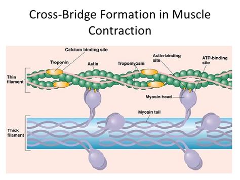 During Cross Bridge Formation The Cocked Head Of Myosin Attaches To