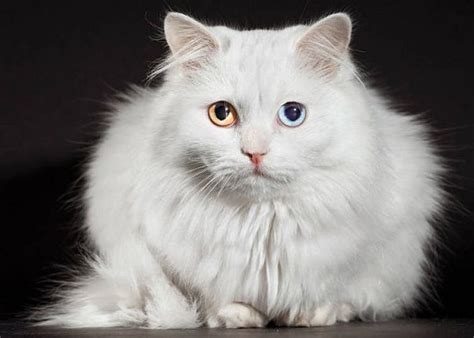 The Turkish Angora Is A Naturally Occurring Breed From The Old Country