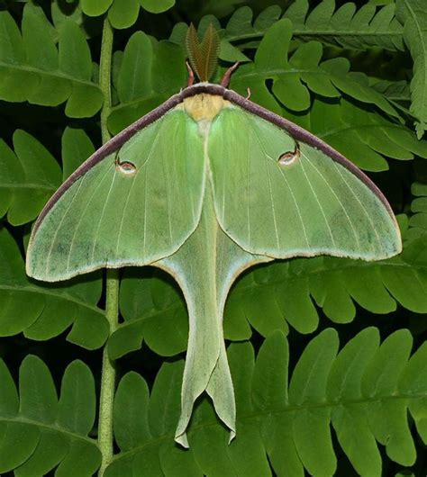 What Are The Large Green Moths Found On Staten Island