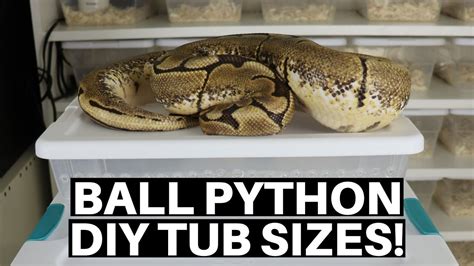 Best Ball Python Tubs For DIY Snake Racks Benjamin S Exotics YouTube