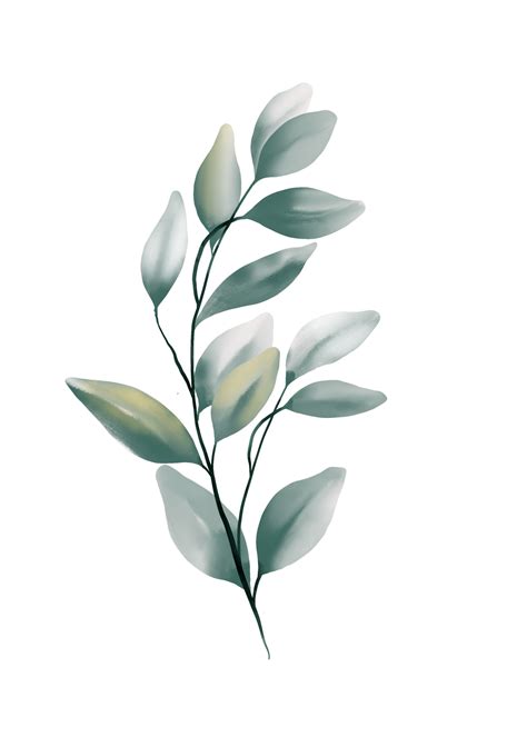 Eucalyptus Leaves Watercolor 11125165 Png