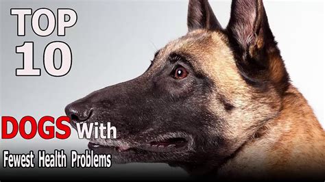 Top 10 Dog Breeds With The Fewest Health Problems Top 10 Animals