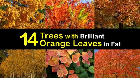 14 Trees With Brilliant Orange Leaves In Fall
