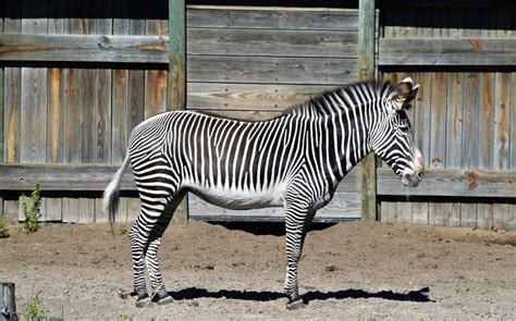 Zebra Stripes Black White Free Image Download