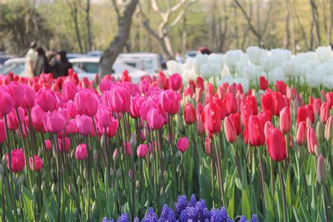 3840x2560 2017 Creative Flowers Good Istanbul Love Park Red