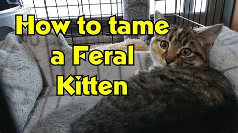 How To Tame And Socialize Feral Kittens Feral Cat Socialization Youtube