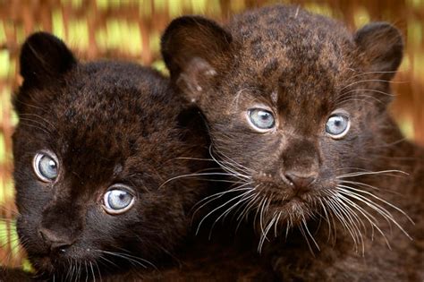 Two 6 Week Old Black Panther Cubs Are Shown Off To The Media At The