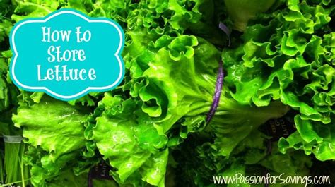 How To Store Lettuce Passion For Savings Nutrition Recipes Food
