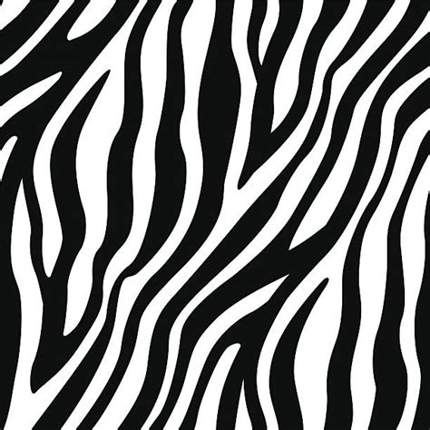 Zebra Illustrations Royalty Free Vector Graphics And Clip Art Istock