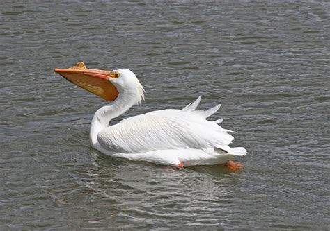 Pelican Birds Facts Latest Information And Pictures All Wildlife