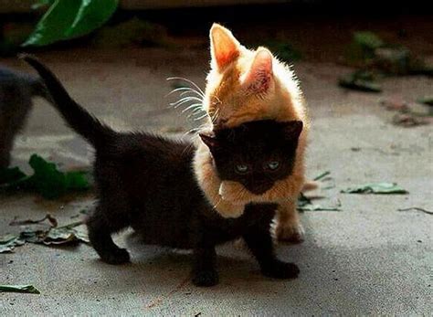 kitten hug black whiskers ginger tabby hd wallpaper peakpx