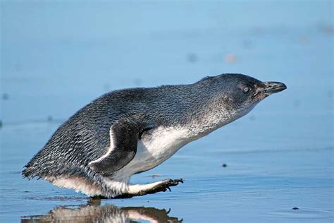 Little Blue Penguin Back At Sea After Hospital Stint