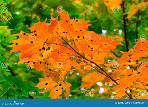 Maple Tree With Orange Leaves In The Park Stock Photo Image Of Color