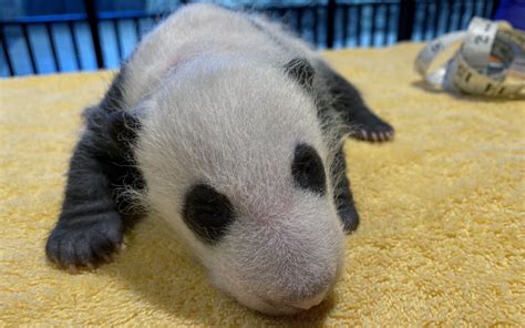 The Baby Panda Is One Month Old Washingtonian