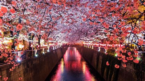 И в Япония замириса на пролет, вижте удивителната красота на сезона ...