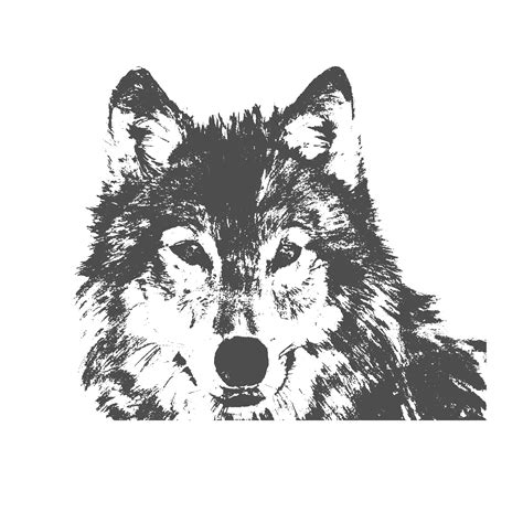 Wolf Vector Illustrator Graphics Creative Market