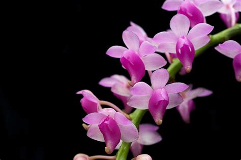 Page 4 Orchids 1080p 2k 4k 5k Hd Wallpapers Free Download Sort By