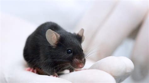 300 Blind Mice Uncover Genetic Causes Of Eye Disease Uc Davis