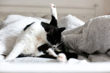 FitoPets Italiano