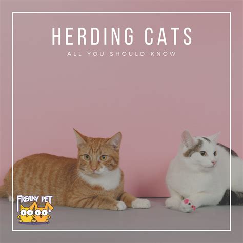 Herding Cats What Makes It Impossible Freakypet