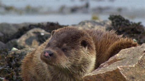 Spotting Wild Otters In The Shetland Islands Britannica