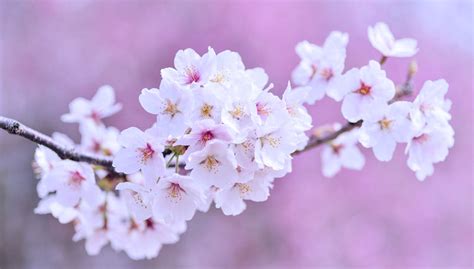 Mencetak Rekor Bunga Sakura Di Jepang Mekar Lebih Awal Times Indonesia