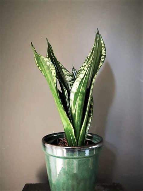 23 Types Of Snake Plants Varieties You Can Grow Indoors Snake Plant