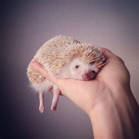 So you can easily pick a name from this list or you can also pick some ideas and make your own unique and creative username for your instagram profile. The Cutest Hedgehog On Instagram - Neatorama